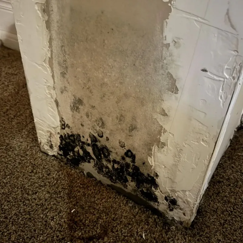 Professional Mold Removal in Canadian, TX